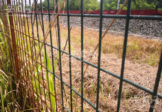 栅栏内是铁路范围，里面的草也基本枯死了。