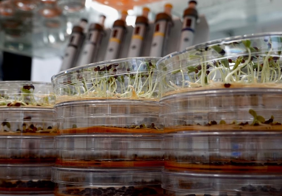  ↑崖州湾种子实验室