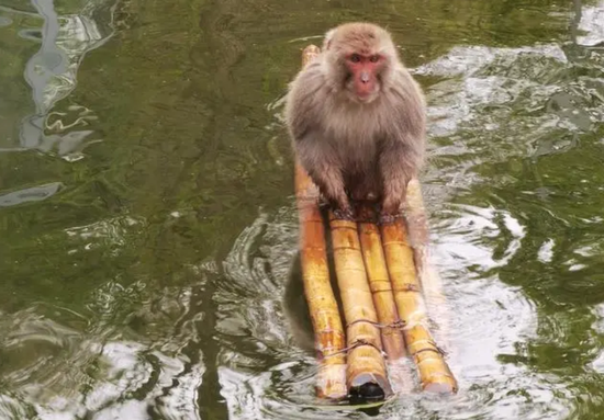 网传流浪猴“水上漂”画面 图/视频截图