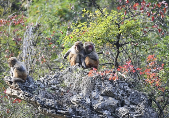  2019年12月27日拍摄的重庆巫山小三峡岸边的野生猕猴。新华社记者 王全超 摄