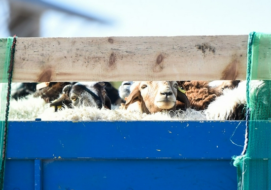 这是2020年10月22日在内蒙古二连浩特口岸拍摄的蒙古国捐赠的羊。
