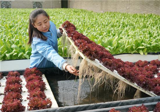 在位于河北省正定县新安镇吴兴村附近的一家农业科技公司，工人在管理水培蔬菜（2020年3月3日摄）。新华社记者 杨世尧 摄