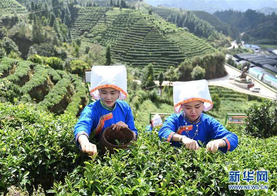 广西金秀瑶族自治县金秀镇六段村村民在生态茶园里采摘秋茶（9月20日摄）。新华社记者 陆波岸 摄