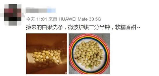 白果|秋天到了看到这种果子千万别吃 已有多人中招