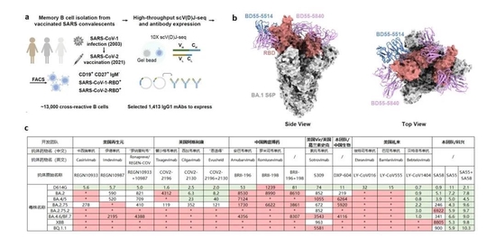 从非典康复者筛选出的广谱中和抗体组合SA58/SA55。