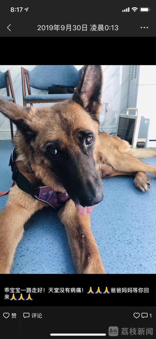 追忆我们的朋友功勋搜救犬沈虎 愿在天堂没有病痛 沈鹏的朋友圈