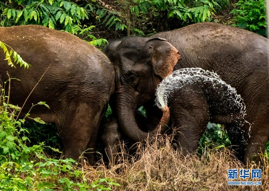 8月9日，象群穿过云南省玉溪市元江县境内的丛林。新华社记者 江文耀 摄