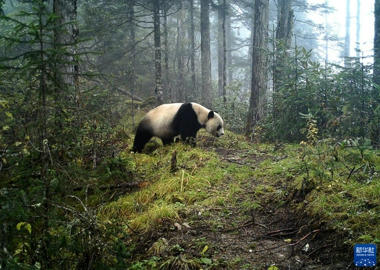 这是大熊猫国家公园甘肃白水江片区的红外相机拍摄到的野生大熊猫活动画面（资料图片）。新华社发（甘肃白水江国家级自然保护区管理局供图）