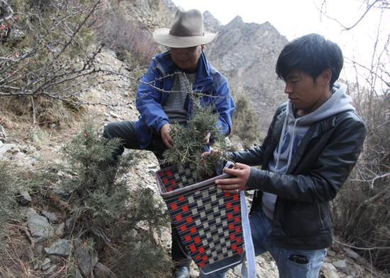 在西藏山南，两位曼巴（治疗师）正在适时采集药浴药材。巴桑伦珠 摄 中国非物质文化遗产保护中心供图
