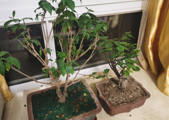 敖醒吾养的梅花,他喜欢家里足够绿色,看首来有生机。受访者供图
