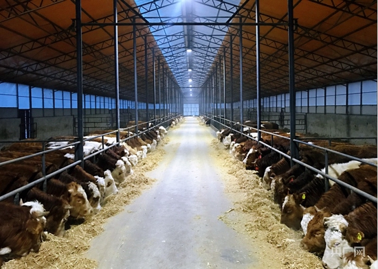 秸秆变肉 生态养殖（央广网记者 李文清 摄）