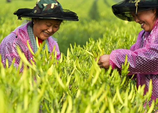  ↑山西省大同市云州区西坪镇贺店村村民在采摘黄花（2021年7月17日摄）。