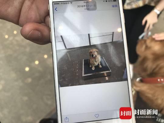 成都防暴犬成网红:每天上百粉丝摸狗打卡(图)