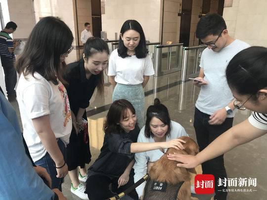 成都防暴犬成网红:每天上百粉丝摸狗打卡(图)