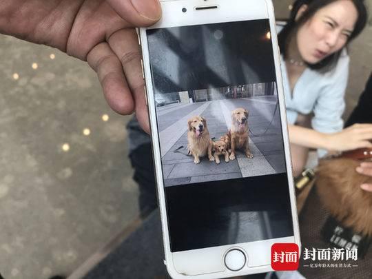 成都防暴犬成网红:每天上百粉丝摸狗打卡(图)