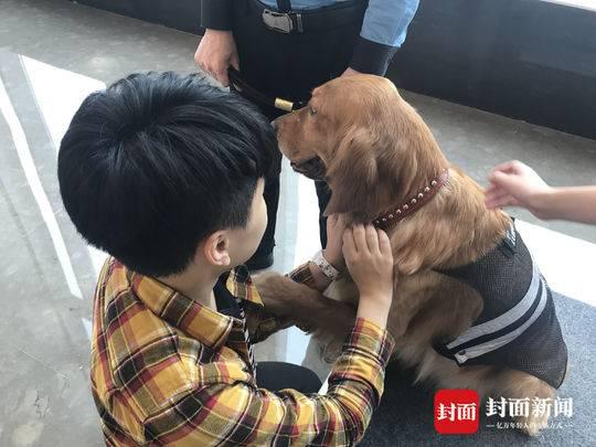 成都防暴犬成网红:每天上百粉丝摸狗打卡(图)