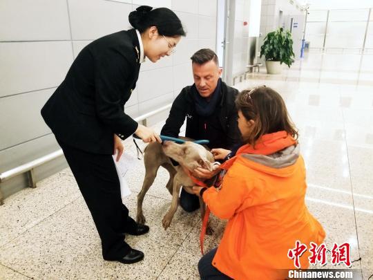 浦东机场海关对入境宠物实施检疫放行　曾梦寒　摄