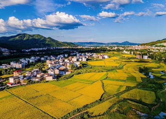江西赣州潭头村，乡村民居与稻田相映成趣（2022年7月9日摄）。