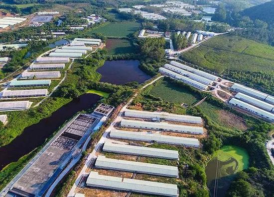 一个大型生猪养殖场的设计