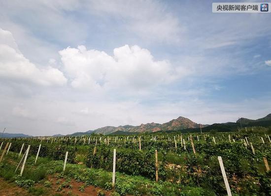 △马鞍山村的葡萄园。山葡萄种植和乡村旅游是村里的两大支柱产业。（央视记者张晓鹏拍摄）