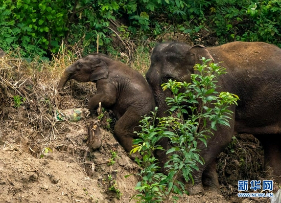  8月9日，在云南省玉溪市元江县，小象在成年大象的帮助下爬坡。新华社记者 江文耀 摄