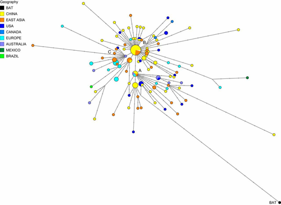  160个新冠病毒基因组的系统发育网络　图|PNAS