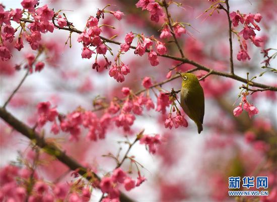在广西南宁市石门森林公园，一只鸟儿停留在枝头（2月3日摄）。新华社记者 周华 摄