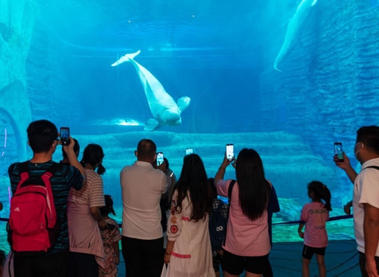  图为游客在海南三亚亚特兰蒂斯酒店水族馆参观游玩。海南旅文厅供图