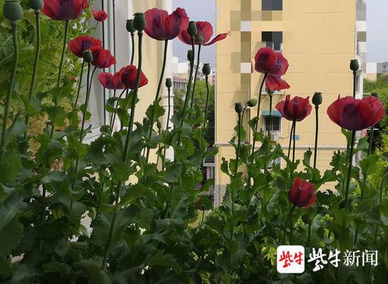 扬子晚报误信罂粟能治鸡瘟 女子非法种植116株被查