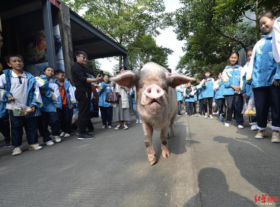  猪坚强散步。