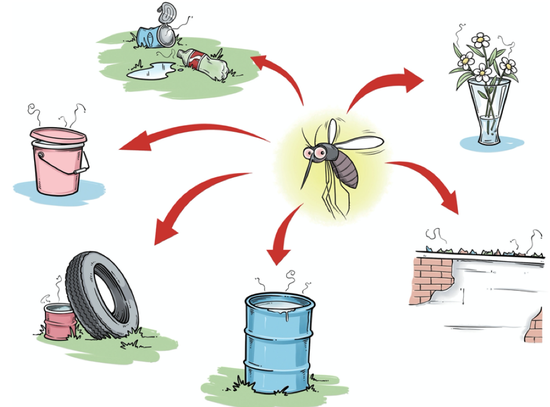 伊蚊可以在各种积水容器中滋生。