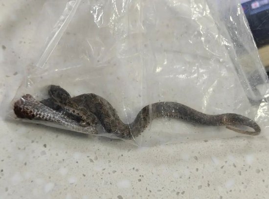 大妈在菜地被毒蛇咬伤，用泥块当场将蛇打死，带着蛇前往医院就诊，医生提醒