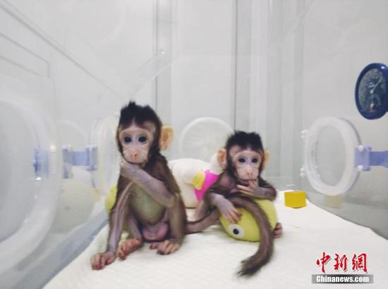 原料图:全球首个体细胞克隆猴。图片来源:中科院神经所供图