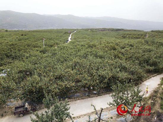 （苹果是静宁县的一张名片，而苹果园则已经成为静宁县的一道风景。人民网 张桂贵/航拍）