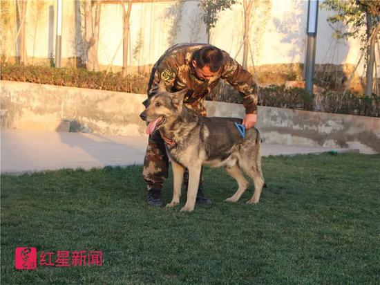 汶川地震搜救犬“银虎”离世 训导员:一夜未眠 ▲训导员给银虎梳毛。云南消防总队供图