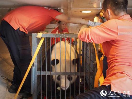&ldquo;伟伟&rdquo;乘机图，图片来源：人民网
