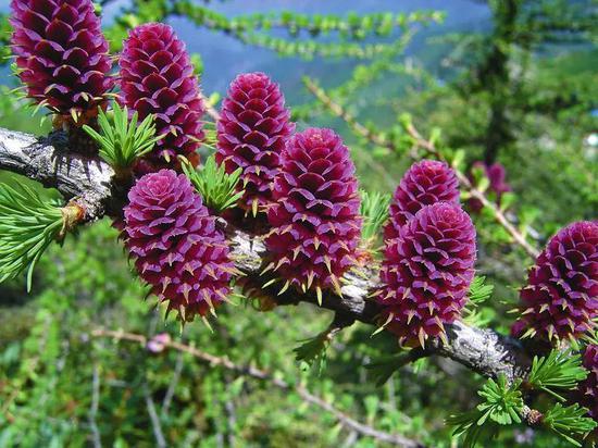 秦岭植物保护一片叶记录秦岭的色彩