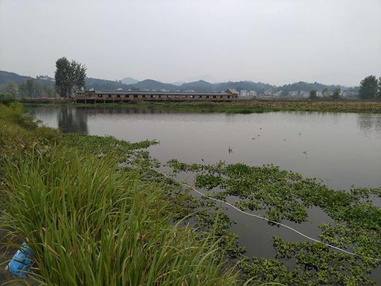  水塘只有一米多深，水面漂着水葫芦。 本文图均为 澎湃新闻记者 明鹊 图