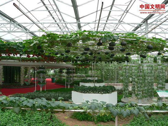 寿光现代化的蔬菜种植大棚。图片由潍坊文明网提供