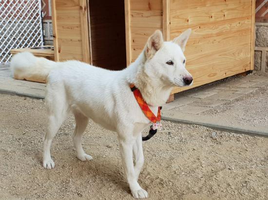 金正恩送韩国的丰山犬生6个宝宝青瓦台晒近照