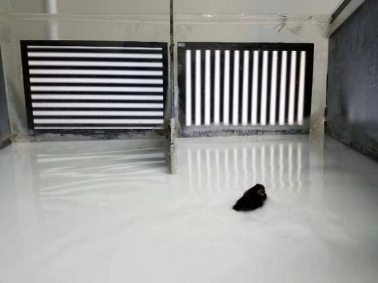 正在接受"水迷宫"实验的小鼠