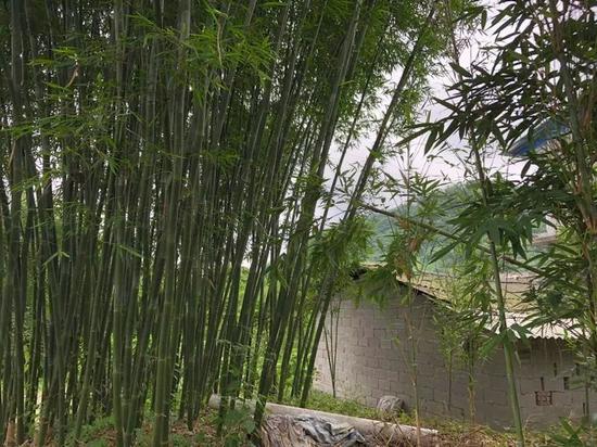 葡萄村山上的竹林是村民主要的经济来源之一。新京报记者解蕾 摄