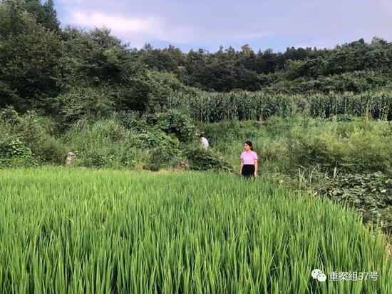 ▲2019年8月13日，张玲丽站在父亲当年被伤害致死的稻田里。新京报记者王瑞锋 摄