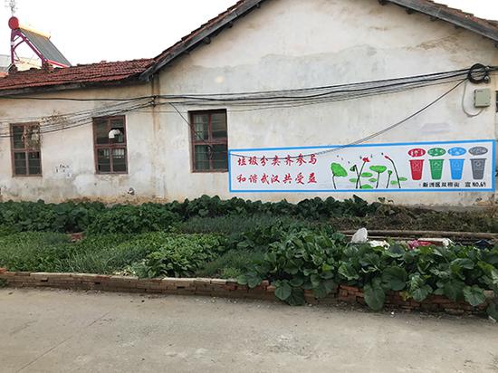 现代中国里的魔幻闹剧 农民百亩萝卜遭哄抢原委
