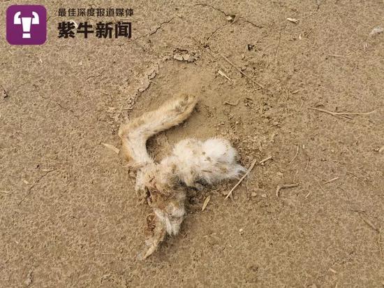 被撕咬后的兔腿