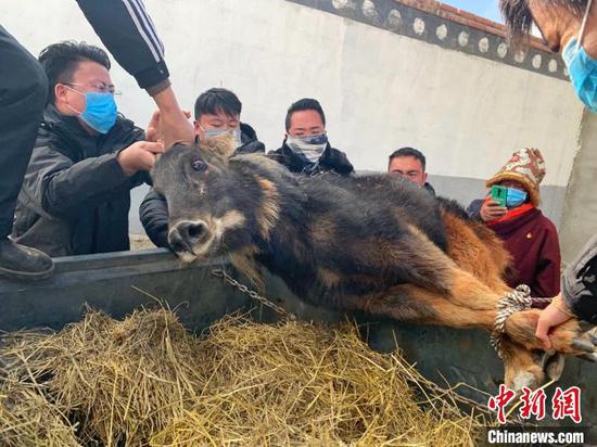 图为现场人员一起把中华鬣羚抬上车去放生。达日县森林公安局供图