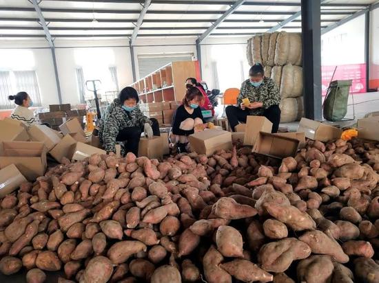 京东中国特产·远安馆员工加工刚刚收购的红薯