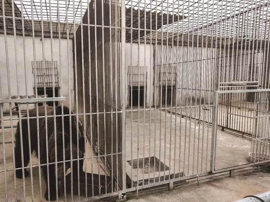 湖北鄂州"狼来了"后续:民警借6条猎犬搜捕将狼击毙新浪新闻综合 2020