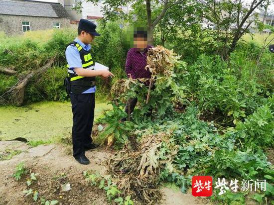 32株罂粟被铲除