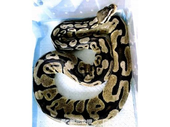 从天而降3米蟒蛇:饲养者涉非法收购濒危野生动物